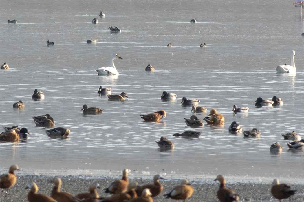 Tundra Swan
